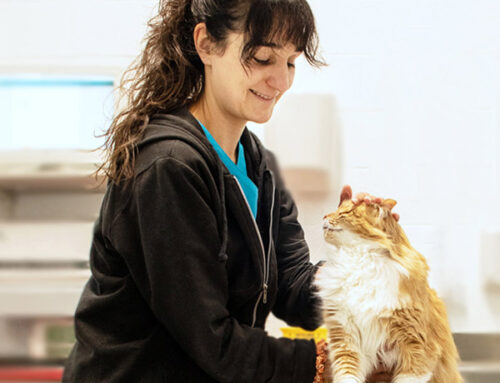 Mi gato no bebe agua: señales de deshidratación que casi nadie detecta
