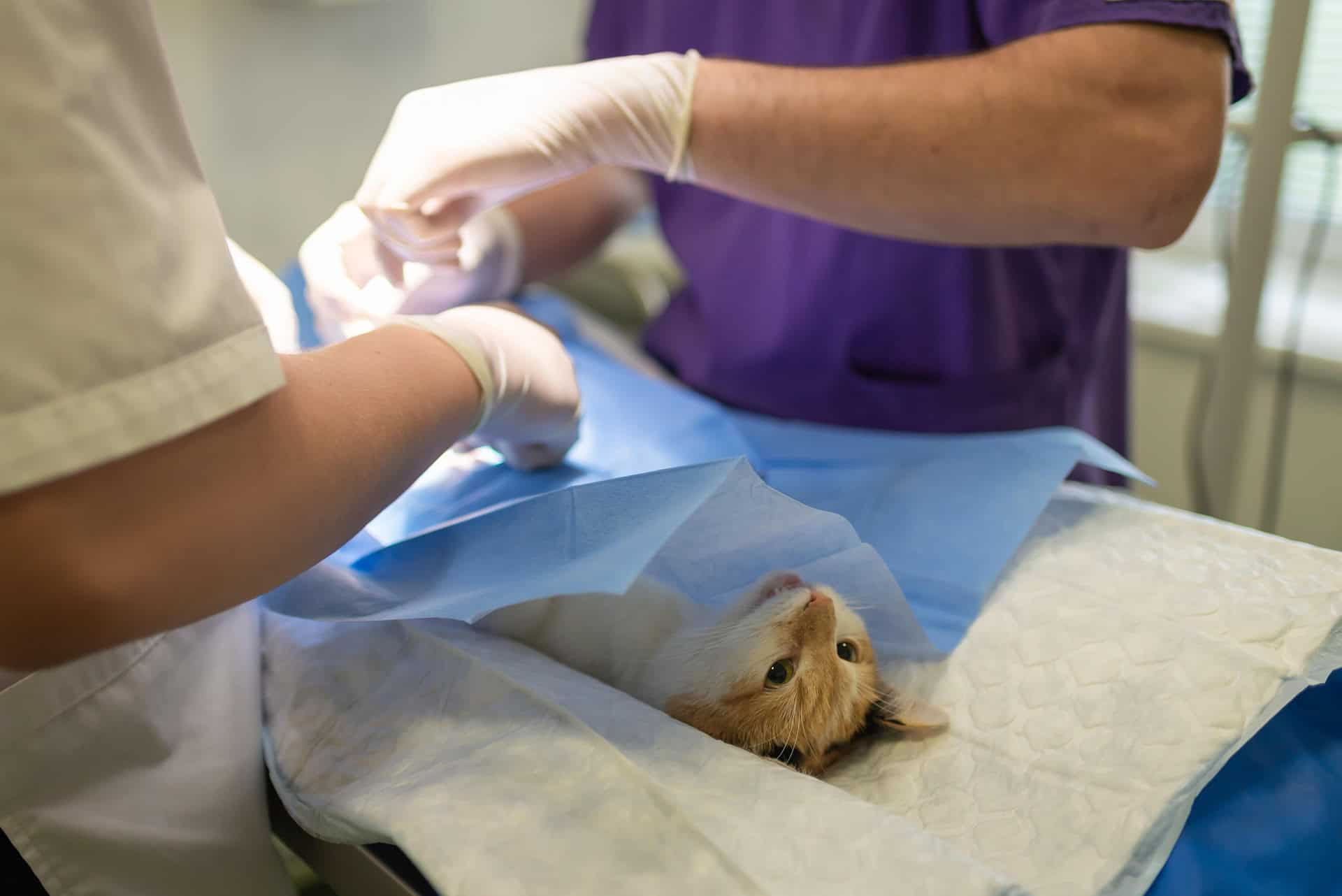 Gato en clínica veterinaria