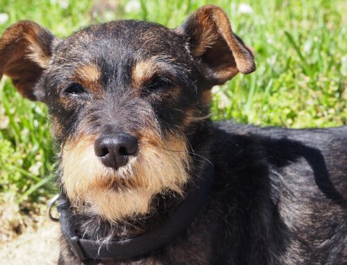 Schnauzer: por qué el stripping no es opcional