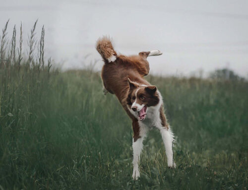 Displasia en Golden Retriever: lo que puedes hacer antes de que aparezca