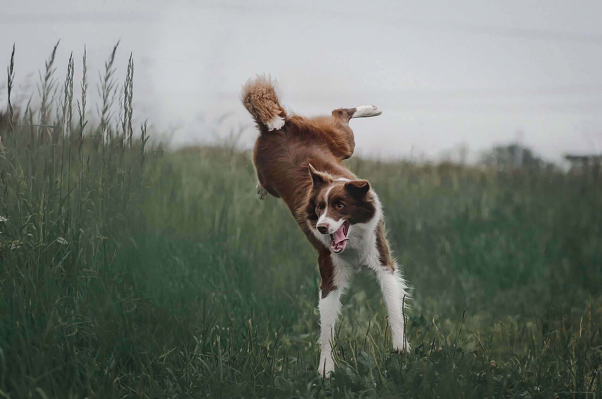Border collie