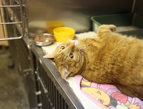 Por qué tu gato no va al veterinario (y realmente debería)