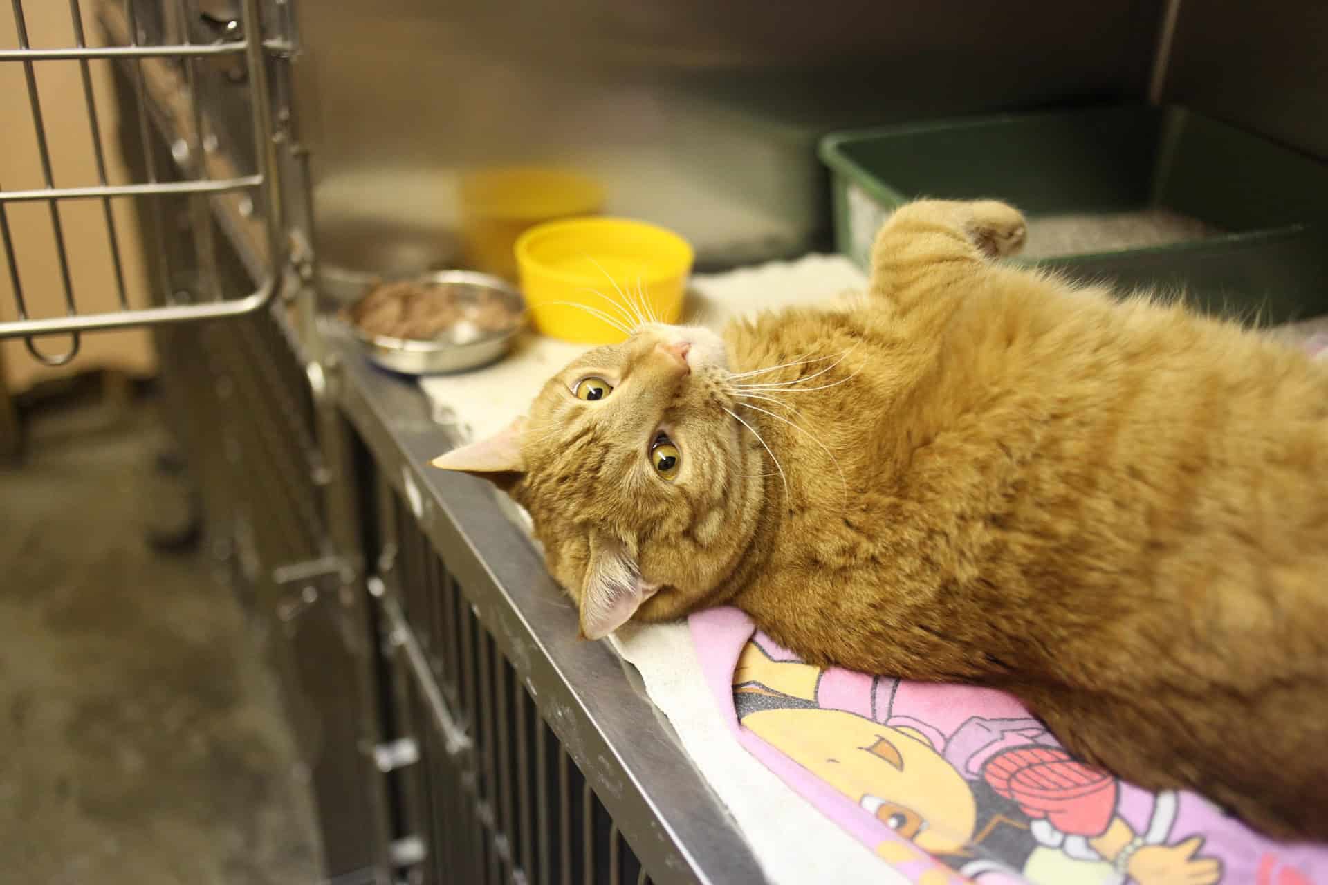 Gato en jaula de veterinario con comida y agua.