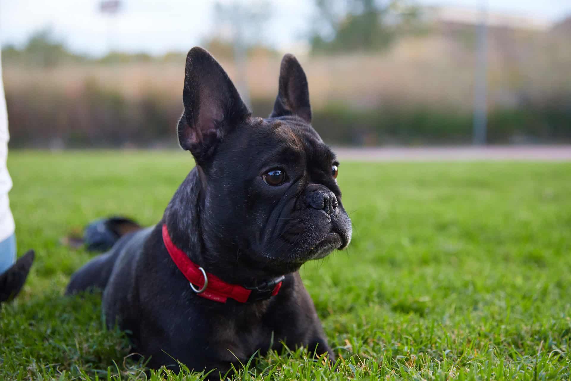 bulldog francés en parque con collar rojo