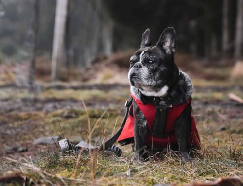 El Bulldog Francés: el jadeo que nadie detecta