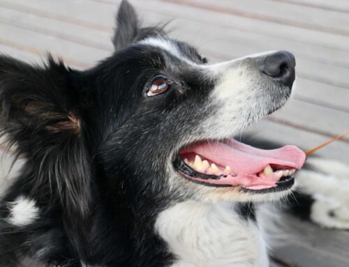 Border Collie en piso: lo que nadie te dijo antes de adoptarlo