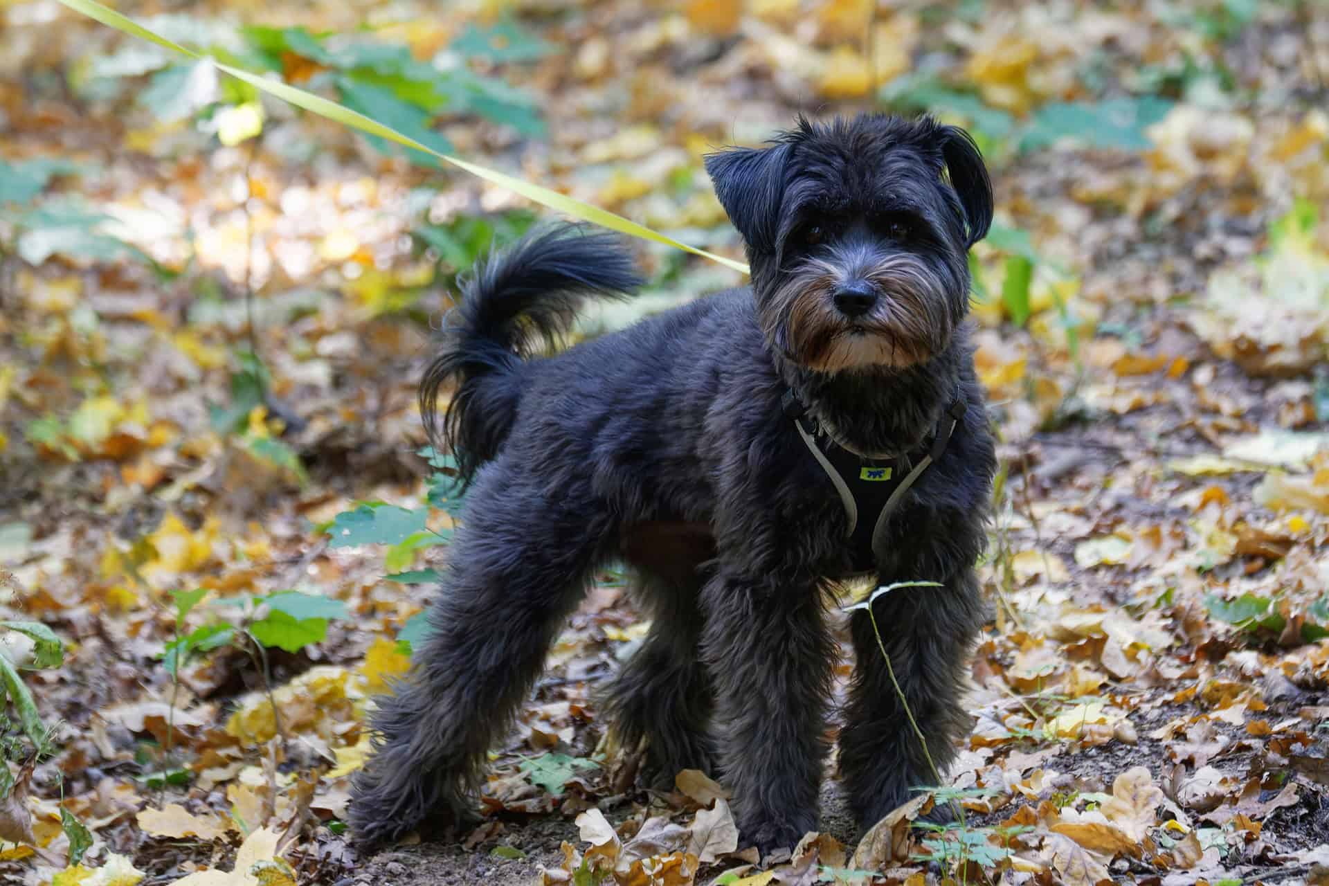 Schnauzer negro en bosque