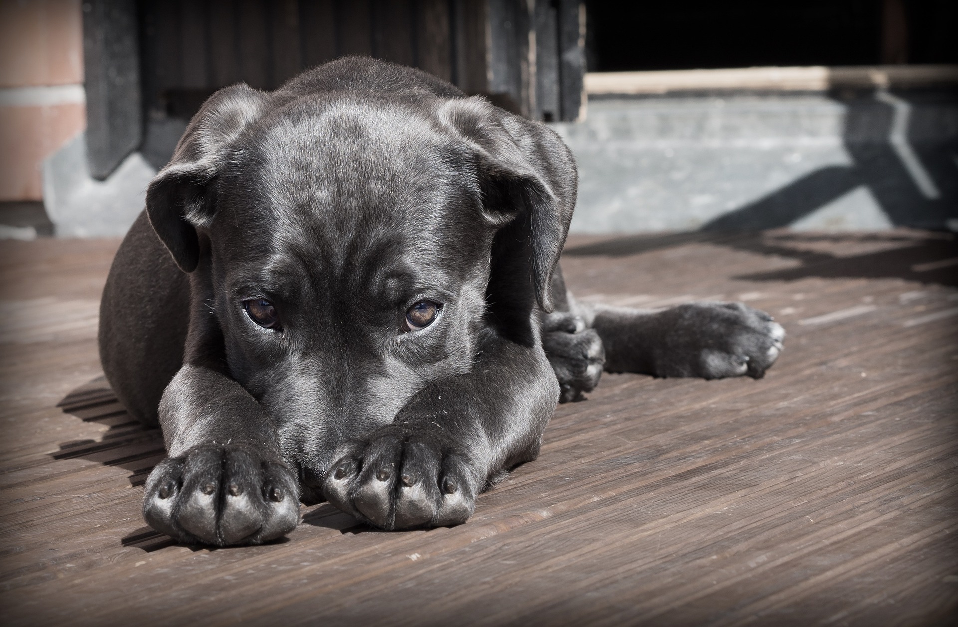 Cachorro triste en patio.