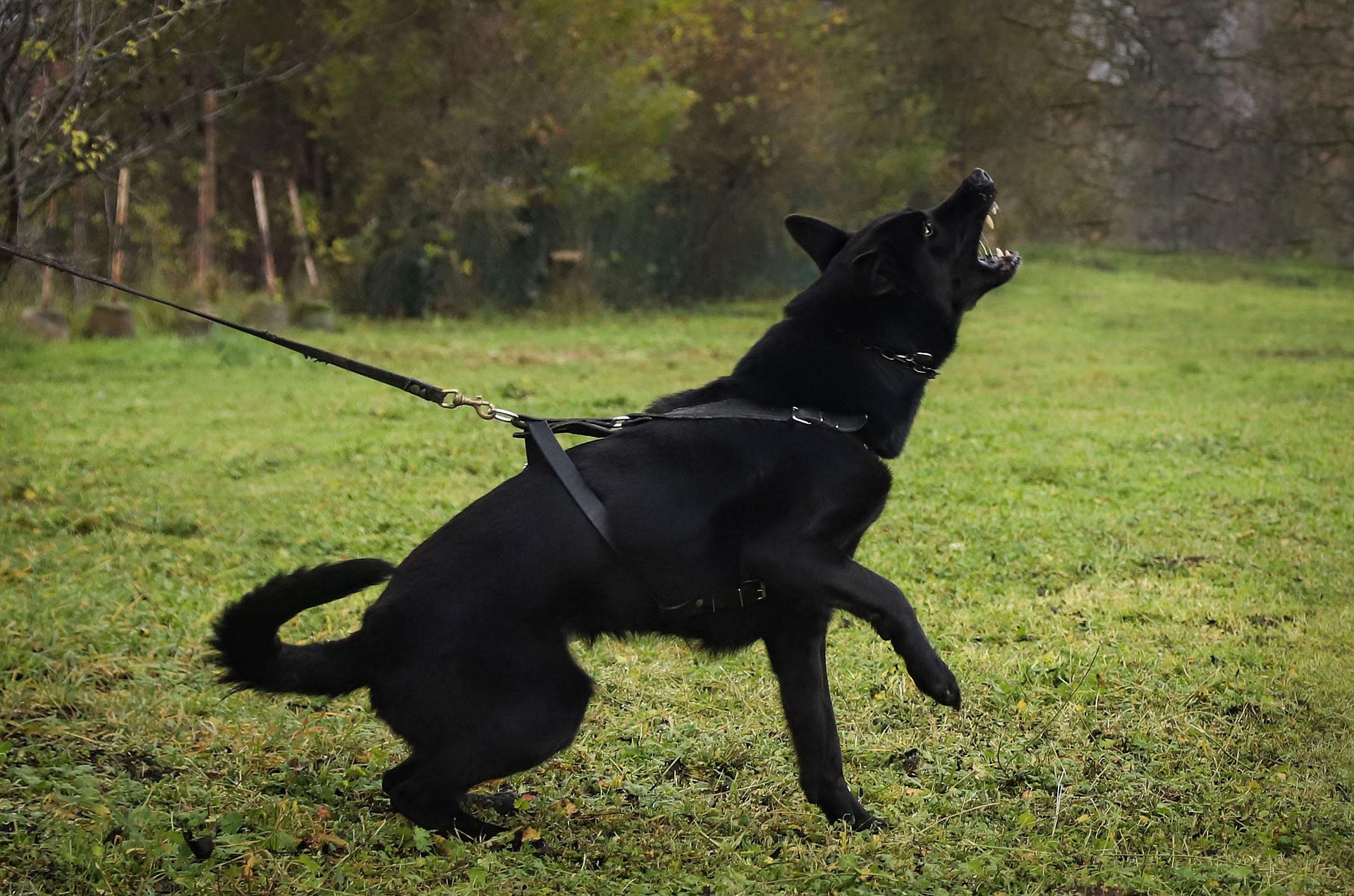 Perro negro ladrando en pradera