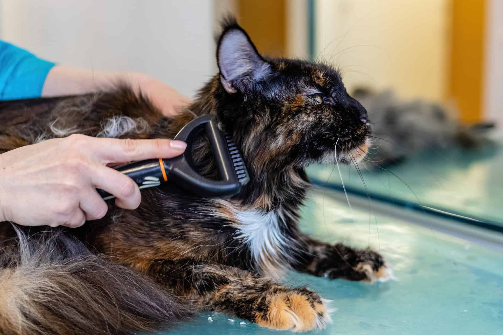 peluquería felina